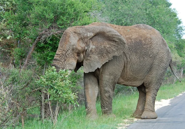 Wildlife: African Elephant — Stock Photo, Image