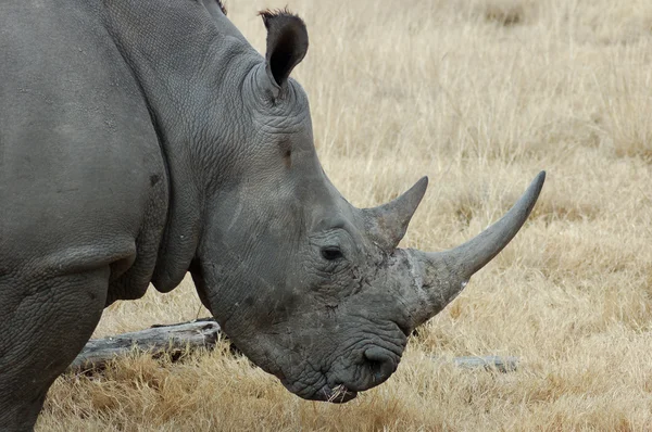 Rhinocéros blanc Images De Stock Libres De Droits