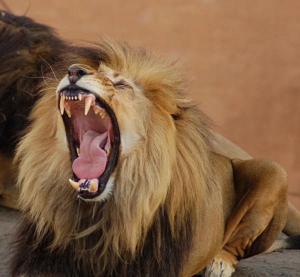 Lion d'Afrique Images De Stock Libres De Droits