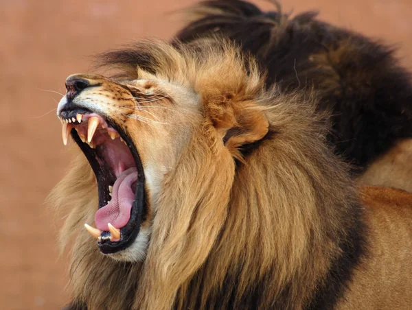 Lion d'Afrique Photo De Stock