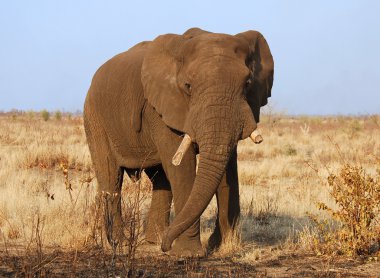 African Elephants clipart