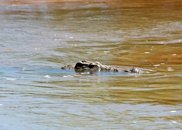 Crocodilo do Nilo — Fotografia de Stock