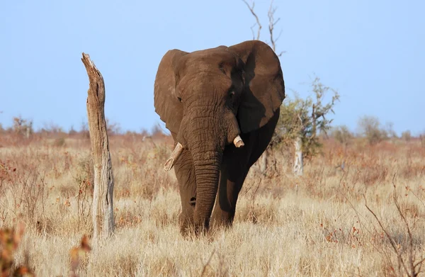 Африканские слоны (Loxodonta Africana ) — стоковое фото
