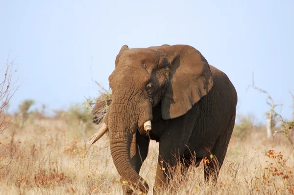 Afričtí sloni (Loxodonta africana) — Stock fotografie