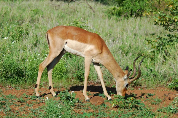 Africa Fauna selvatica: Impala — Foto Stock