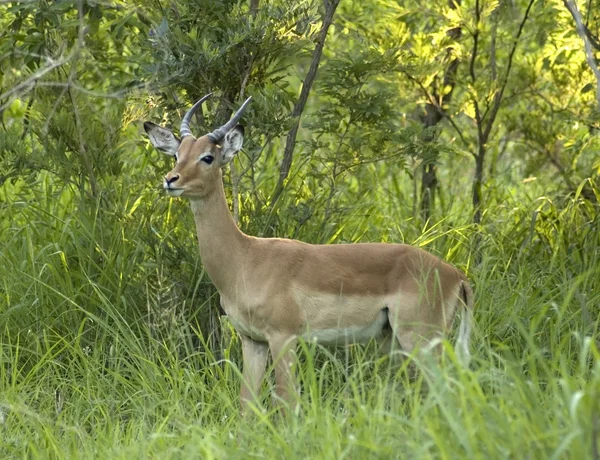 Impala (Aepyceros Melampus) Afrika — Stok fotoğraf