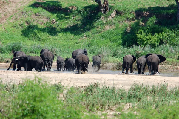 Luonnonvaraiset eläimet: Afrikkalainen norsu — kuvapankkivalokuva