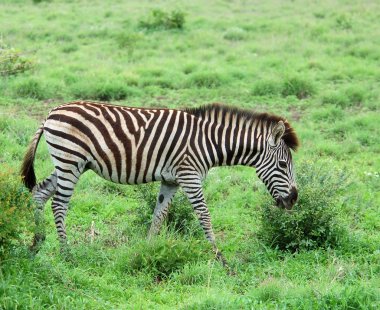 Burchell 'in Zebra' sı Afrika 'da