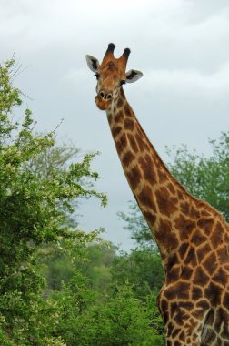 Giraffe in Africa clipart