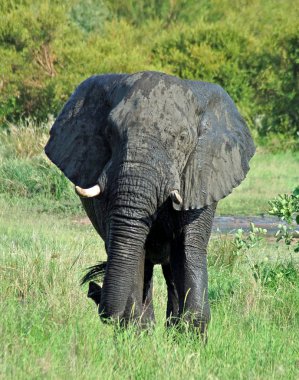 Wildlife: African Elephant clipart