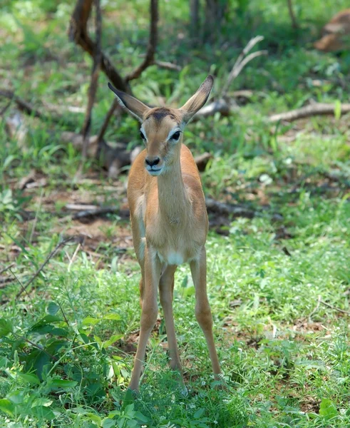 Afrique Faune et flore sauvages : Impala — Photo