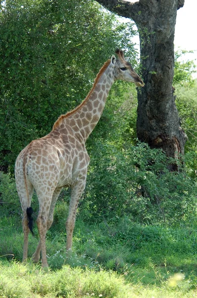Giraffenweibchen — Stockfoto