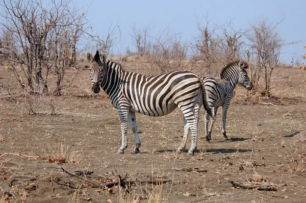 Zebra de Burchell — Fotografia de Stock