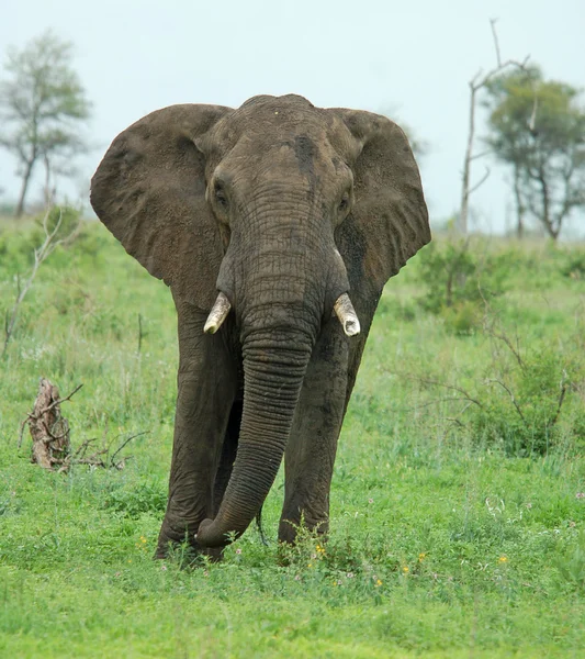 野生动物: 非洲大象 — 图库照片