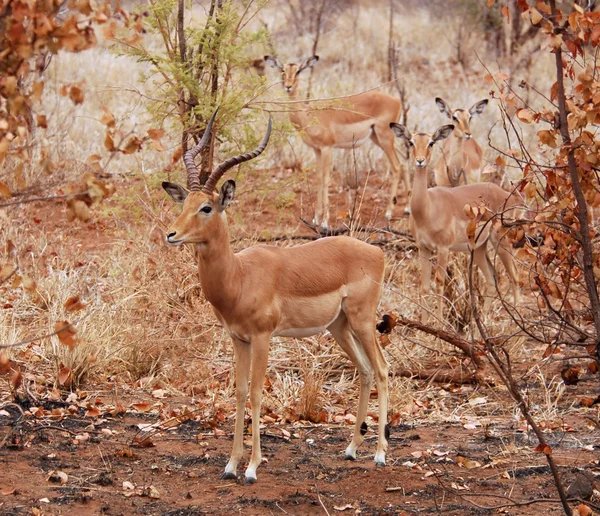 Afrika yaban hayatı: Impala antilop — Stok fotoğraf