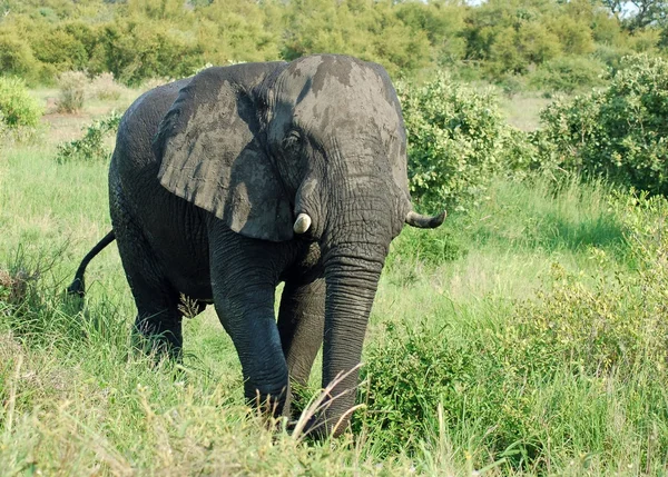 野生动物: 非洲大象 — 图库照片