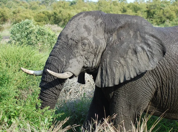 Wildlife: African Elephant — Stock Photo, Image