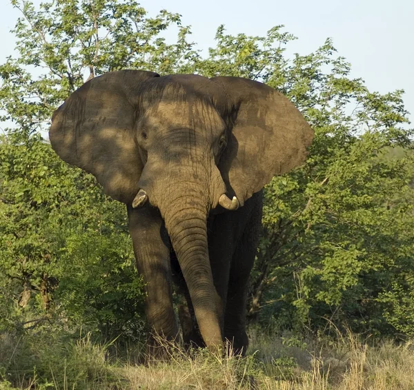 非洲大象 — 图库照片