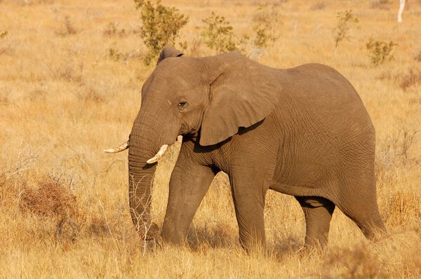 An African Bull Elephant in South Africa.
