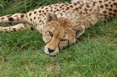 Afrika 'da vahşi yaşam: Çita