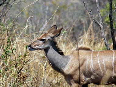 Kudu Antilop, Güney Afrika