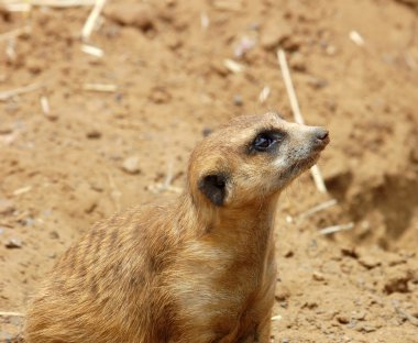 Meerkat clipart