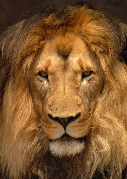 Lion barbare africain — Photo