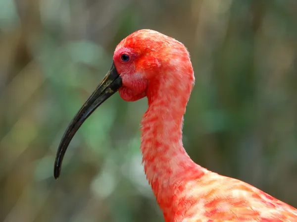 Scarlet ibis — Φωτογραφία Αρχείου