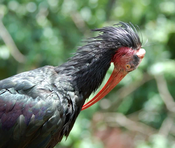 Południowej ibis łysy — Zdjęcie stockowe