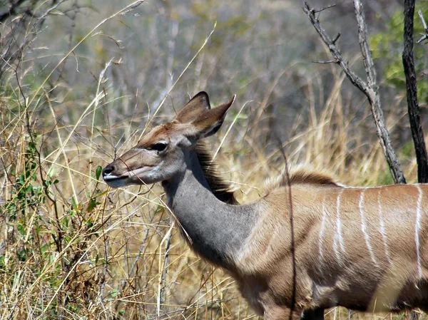 Kudu Antelope, Republika Południowej Afryki — Zdjęcie stockowe