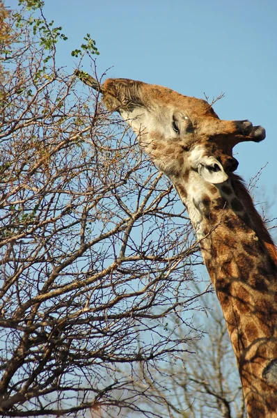 Giraffe bereiken hoog — Stockfoto