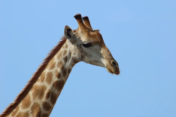 Giraffe — Stock Photo, Image