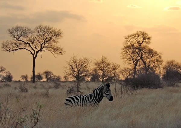 夕阳与非洲斑马 免版税图库照片