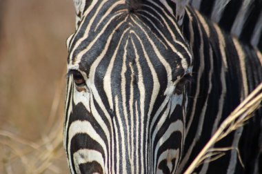 Bayağı Zebra