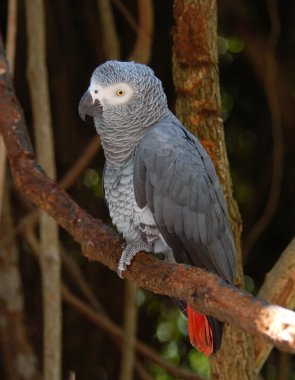 African Grey Parrot clipart