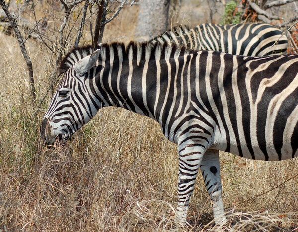 A Burchells Zebra (Equus quagga burchelli) in the Kruger Park, South Africa.