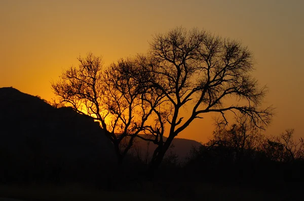 Sunset in Wild Africa