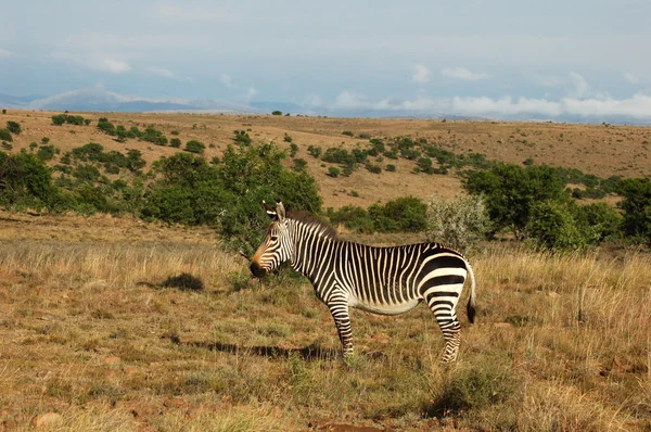 Zebra de montanha cape — Fotografia de Stock