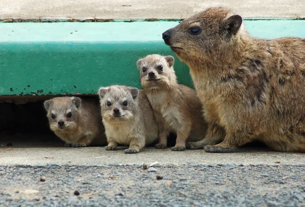 Stock image Cape Hyrax, or Rock Hyrax