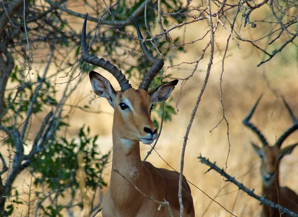 Afrika yaban hayatı: Impala — Stok fotoğraf
