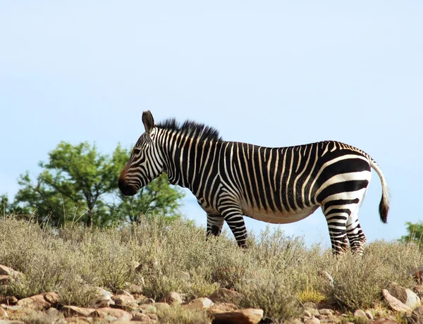 Cape hegyi zebra — Stock Fotó