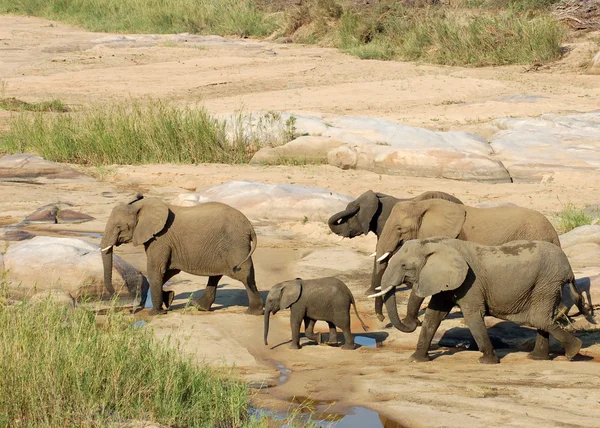 África Elefantes — Foto de Stock
