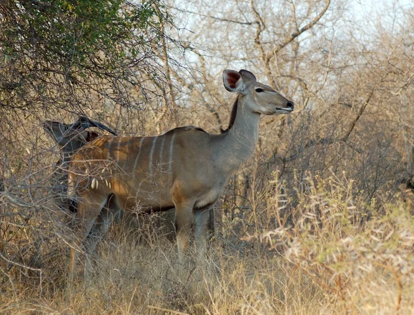 Antilope du Kudu — Photo