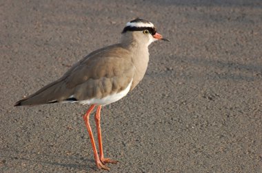 Taç yağmurcunu (Vanellus coronatus)