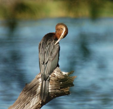 BirdLife Afrika: Afrika Pasifik'ten oğlan