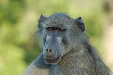 Baboon clipart