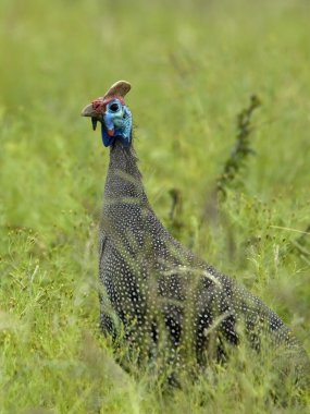 Guinea Fowl clipart