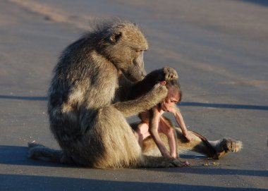 Baboon with Baby clipart