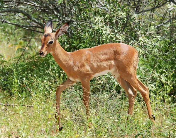 África Vida silvestre: Impala — Foto de Stock