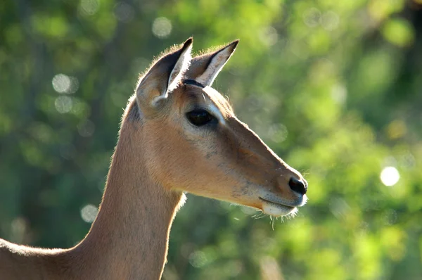 Impala antilop — Stock Fotó